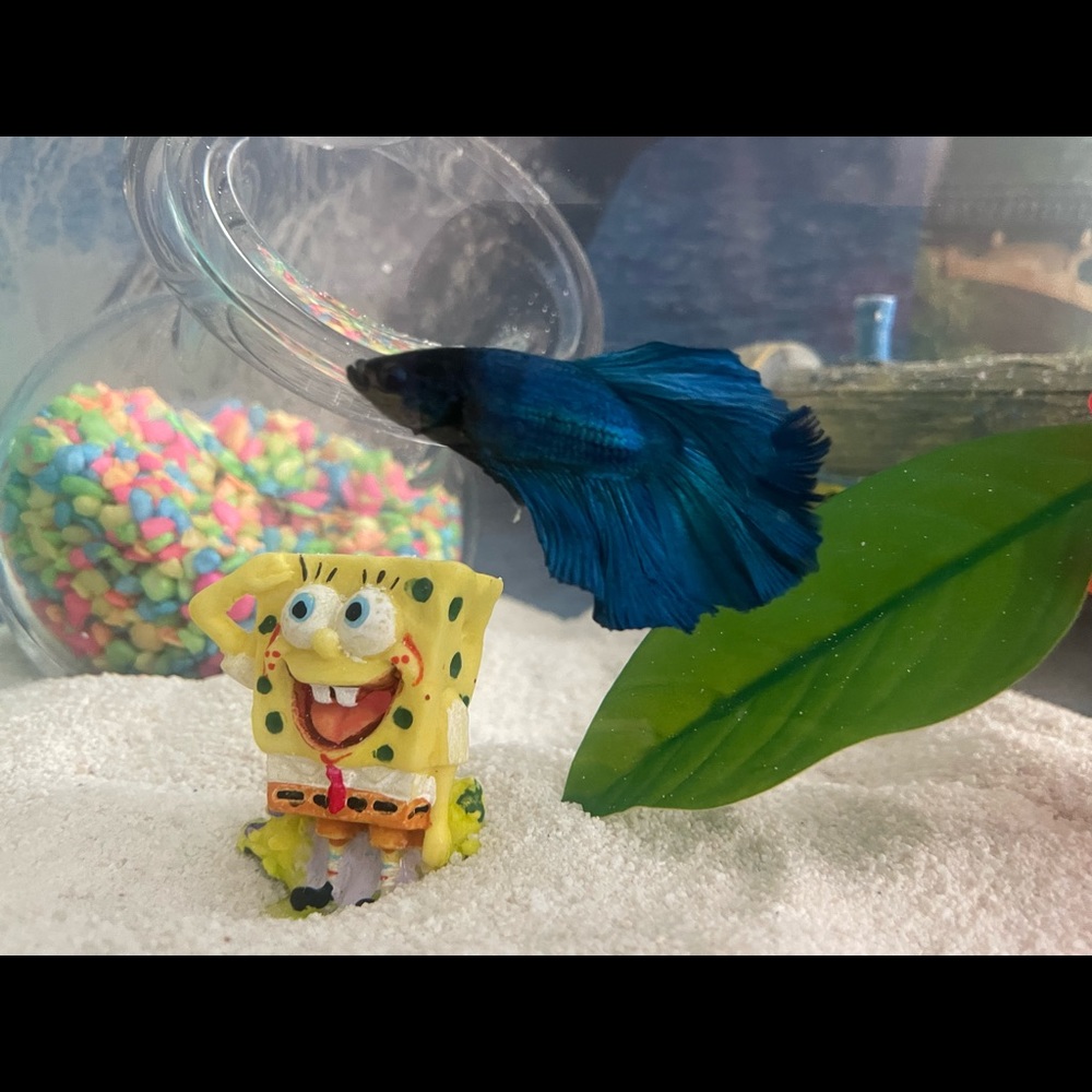 Meet your Posher, Guadalupe